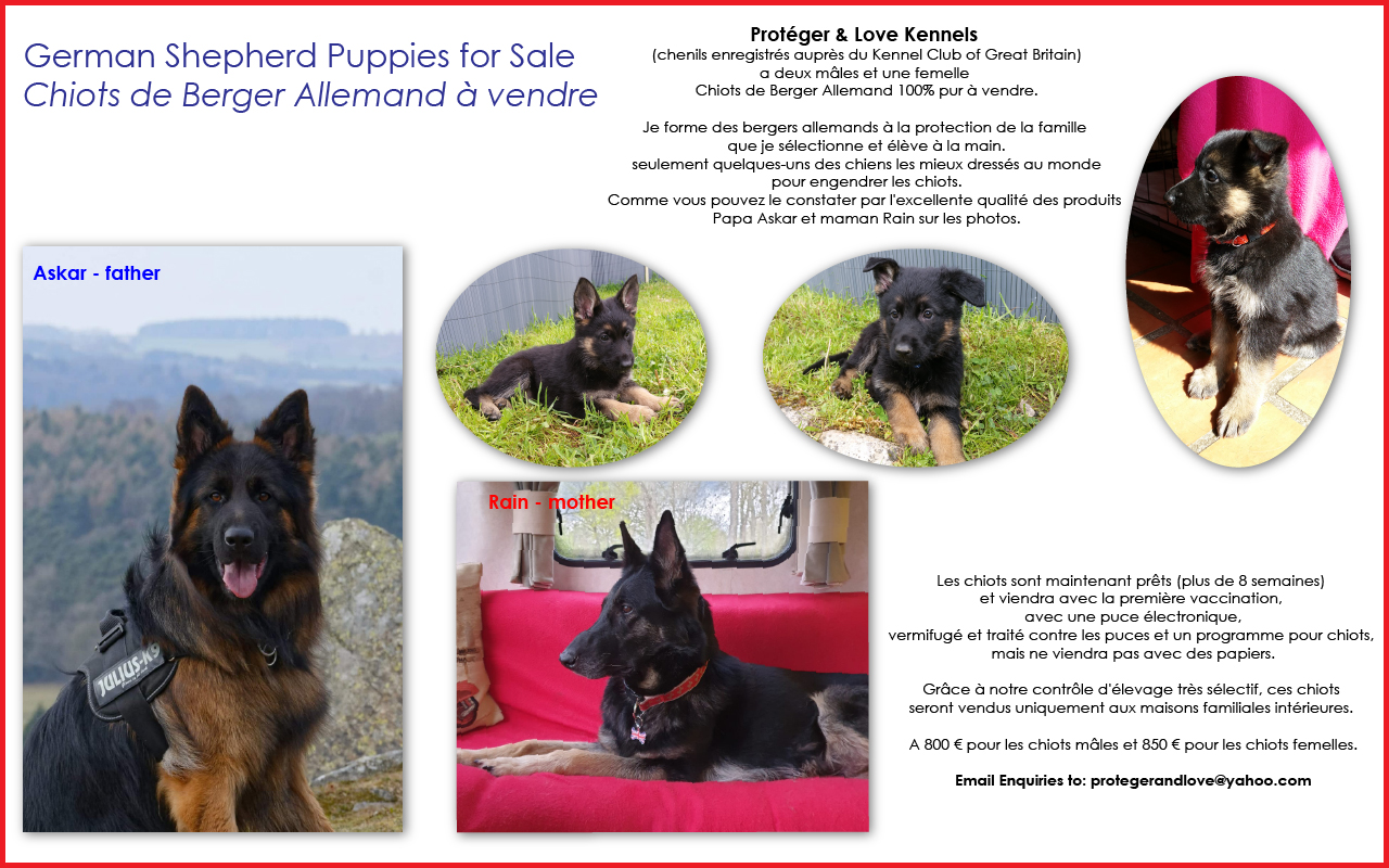 Puppy-Sale-Poster-FR